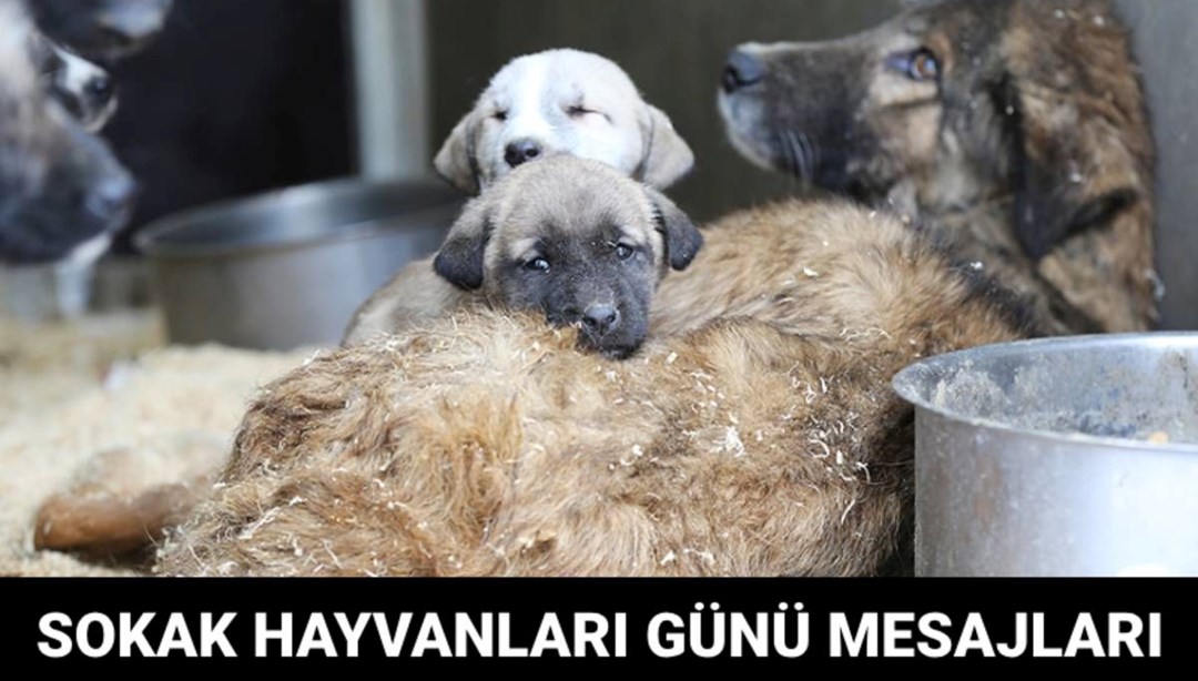 Dünya Sokak Hayvanları Günü ne zaman? (Dünya Sokak Hayvanları Günü mesajları)