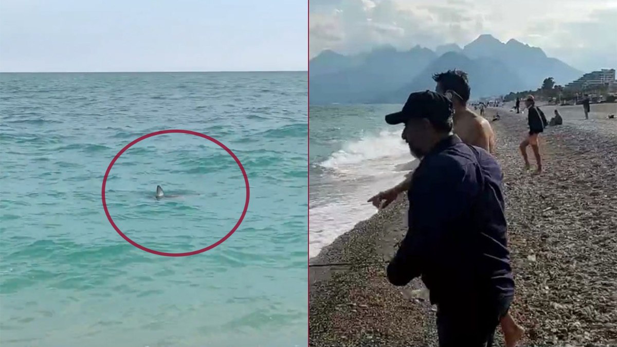 Antalya’da vatandaşlar taş atarak köpek balığını kovalamaya çalıştı