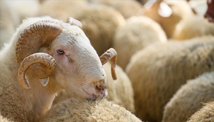 Kurban kesmek farz mı? Kimler kurban kesmekle yükümlü? Kurban kesmenin hükmü