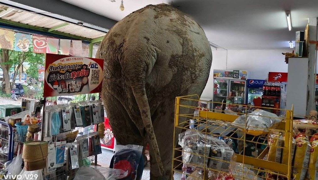 Marketine girip atıştırmalıkları yiyen fili sapanla kovaladı