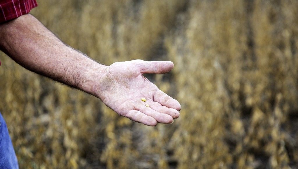 AB duyurdu: Genetiği değiştirilmiş soya fasulyesine izin çıktı