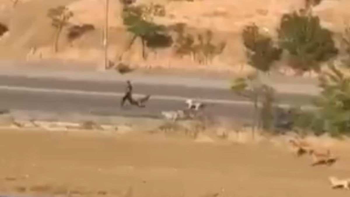 Ankara’da bir genç, başıboş köpeklerin saldırısından son anda kurtuldu