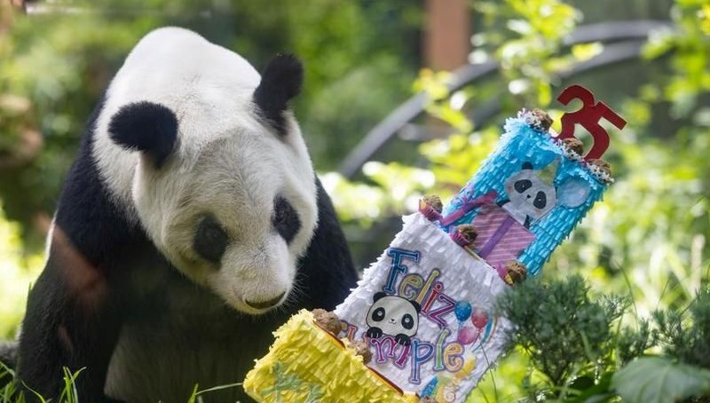 Dev panda Xin Xin, 35’inci yaşını kutladı