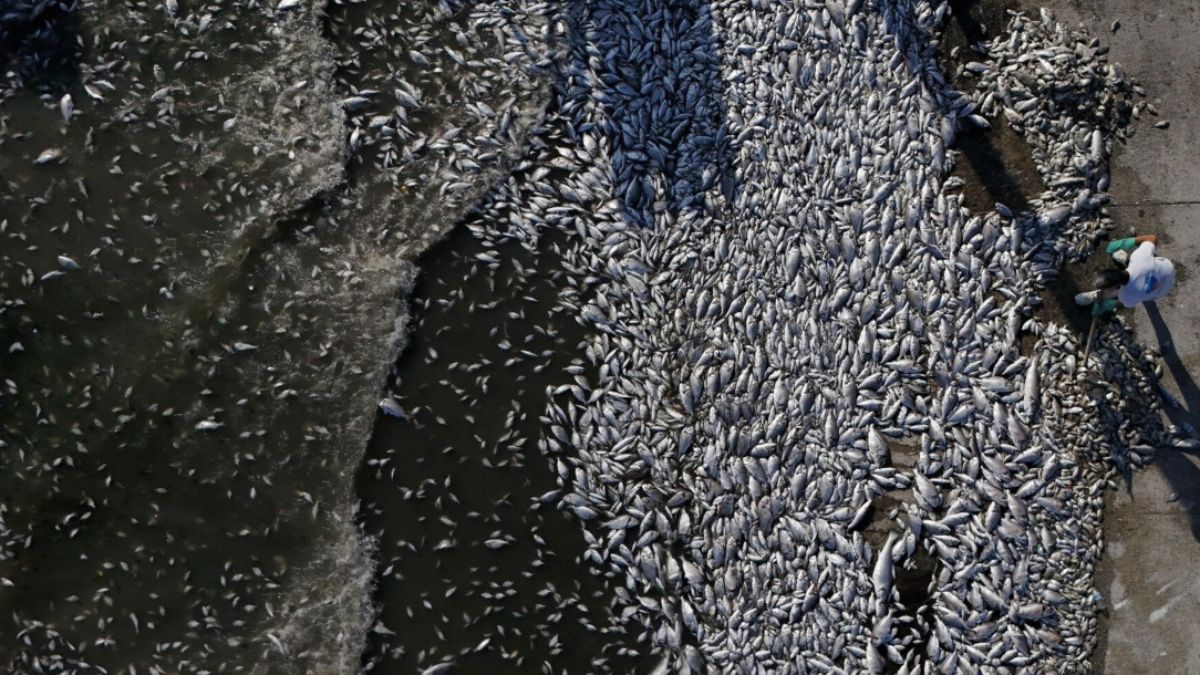 İzmir Körfezi yine alarm veriyor: Balık ölümleri artacak