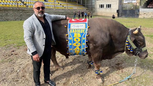 ‘Kadıköy Boğası’ kaybetti! Başkan Ali Koç sponsorluğundaki boğa Artvin’de düzenlenen festivalde mağlup oldu…