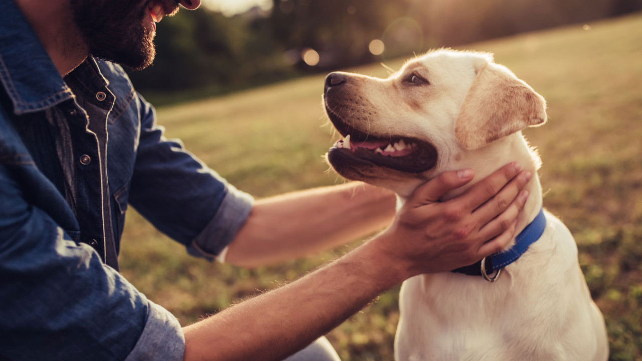 Köpekler, Parkinson hastalığının “kokusunu” tespit edebiliyor