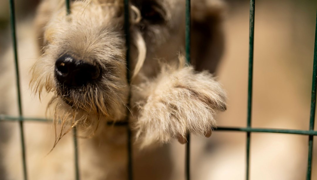 Bir imzayla 60 bin köpek şehir dışına atılacak
