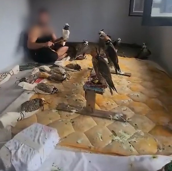Sosyal medyada gündem olmuşlardı: Kuş çetesine Silivri’de baskın!