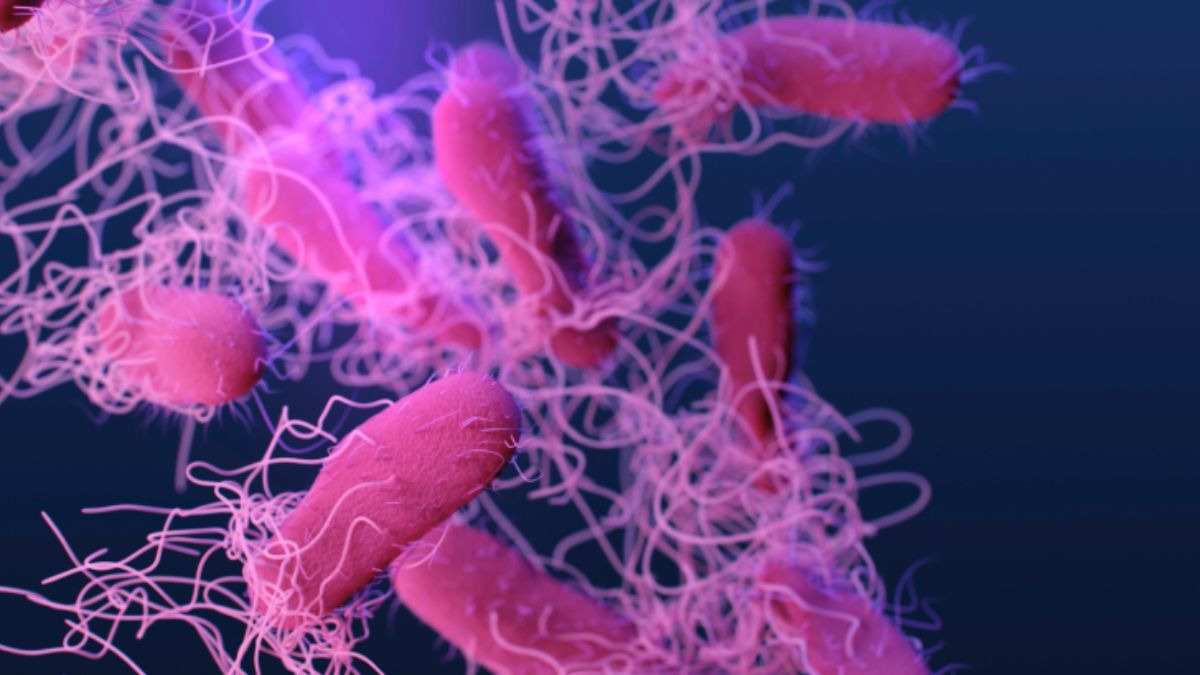 ABD’de 10 eyalette salmonella salgını alarmı