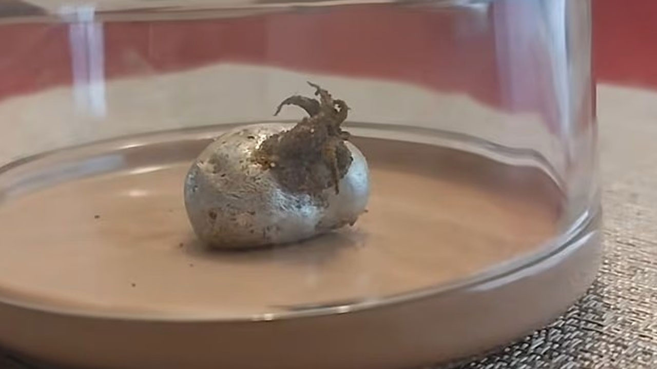 İnternette yeni gizem: “Göktaşından çıkan uzaylı” videoları tartışılıyor