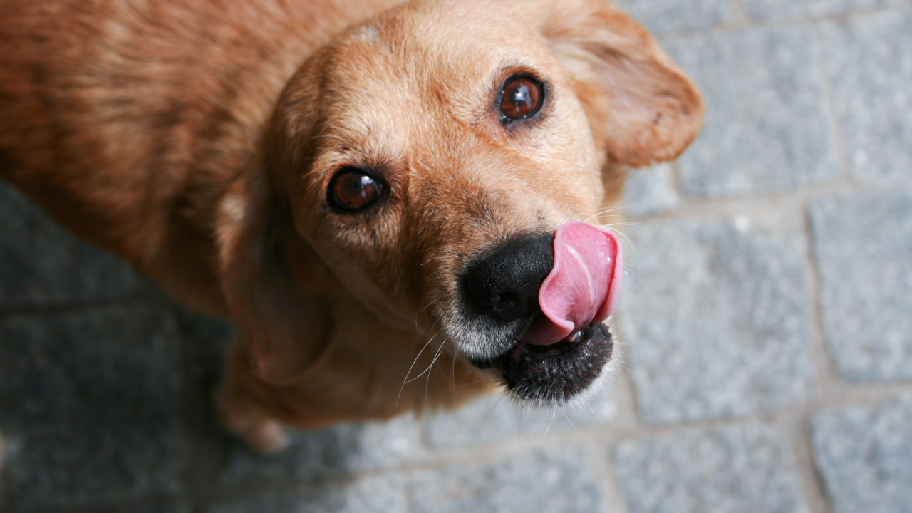 Köpekler neden dudaklarını yalar?