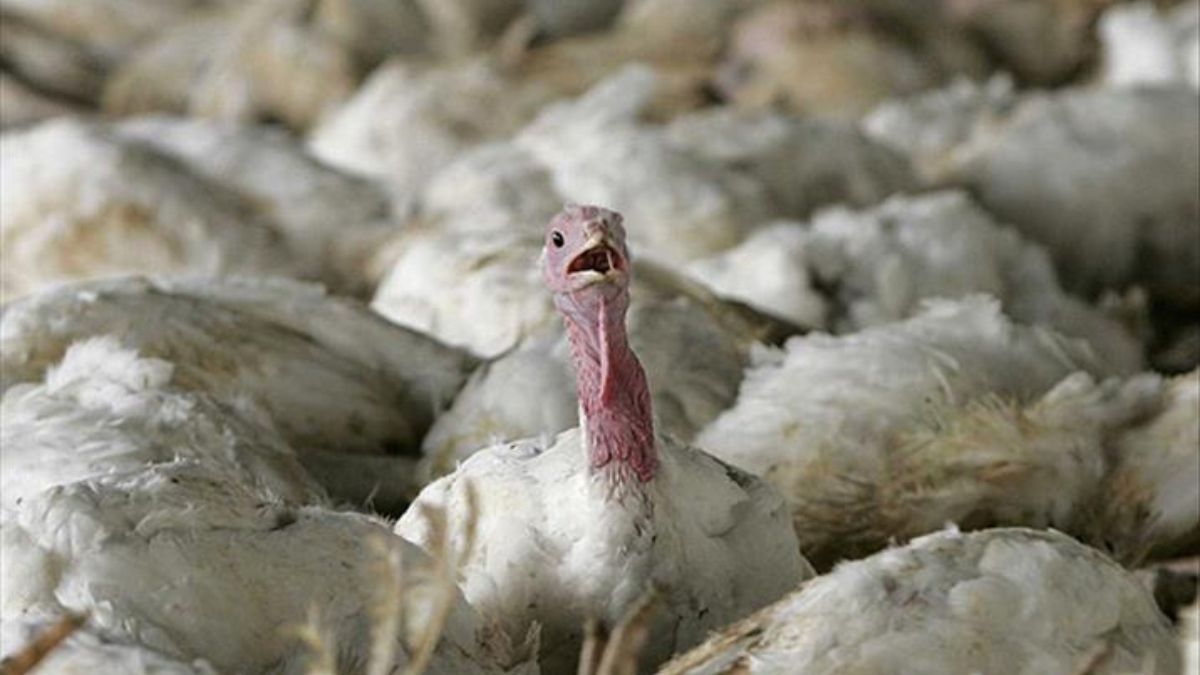 Almanya’da kuş gribi salgını: 180 binden fazla kümes hayvanı itlaf edildi
