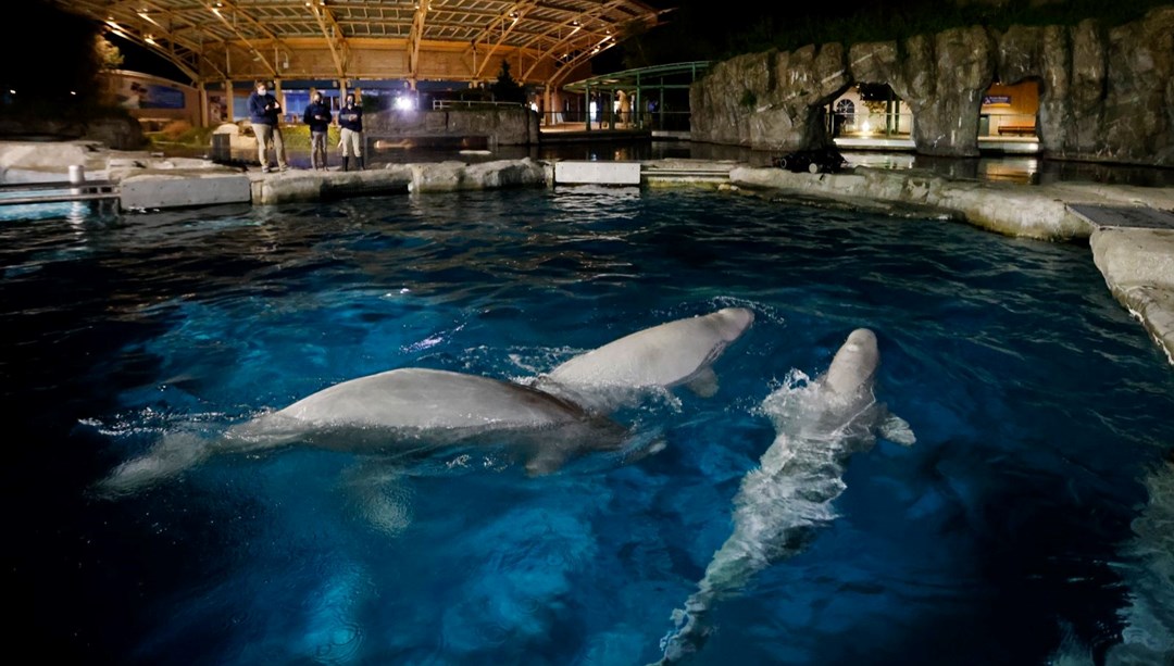 Kanada’da şok karar: Para bulunamazsa 30 beluga balinası öldürülecek