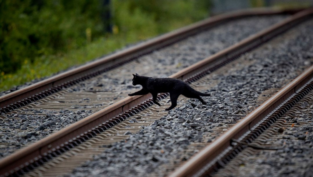 Katalonya’da kara kedi alarmı: Sahiplenmek yasaklandı