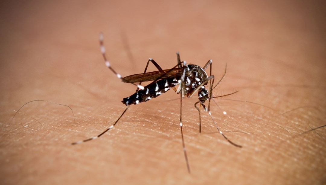 New York’ta altı yıl sonra ilk chikungunya vakası görüldü