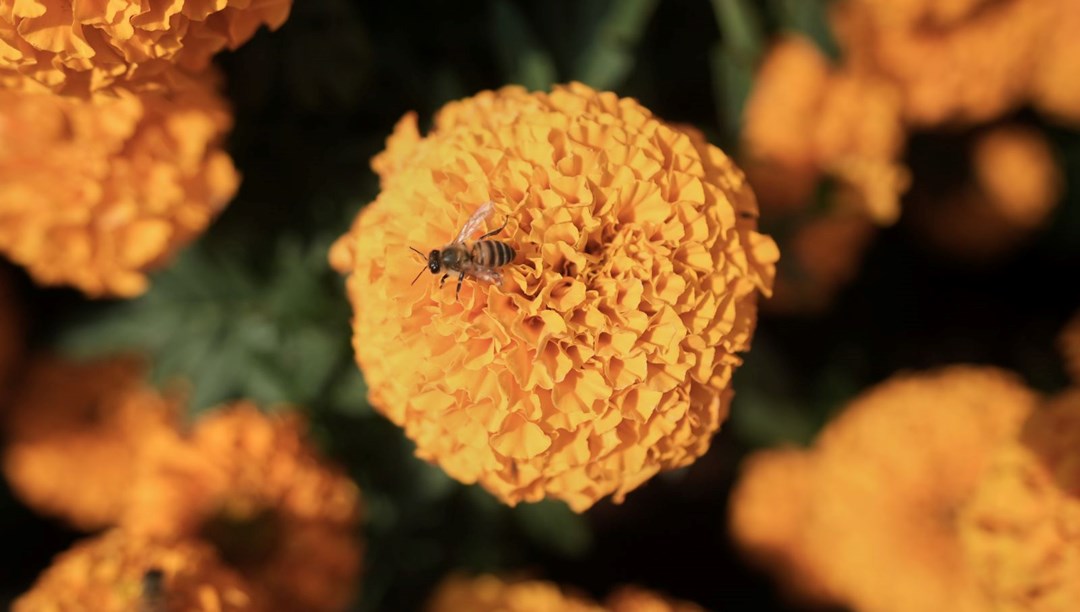 “Ruhları geri getiriyor”: Ölüler Günü çiçeği tehdit altında