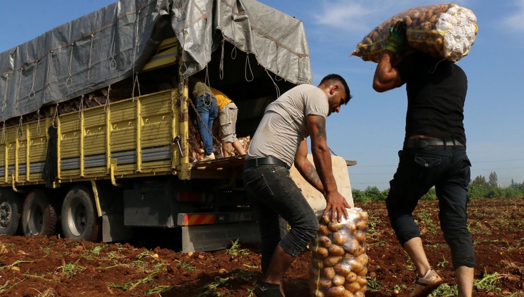 Sahte sosyal medya paylaşımı yüzünden bir gecede tonlarca patatesi yok oldu