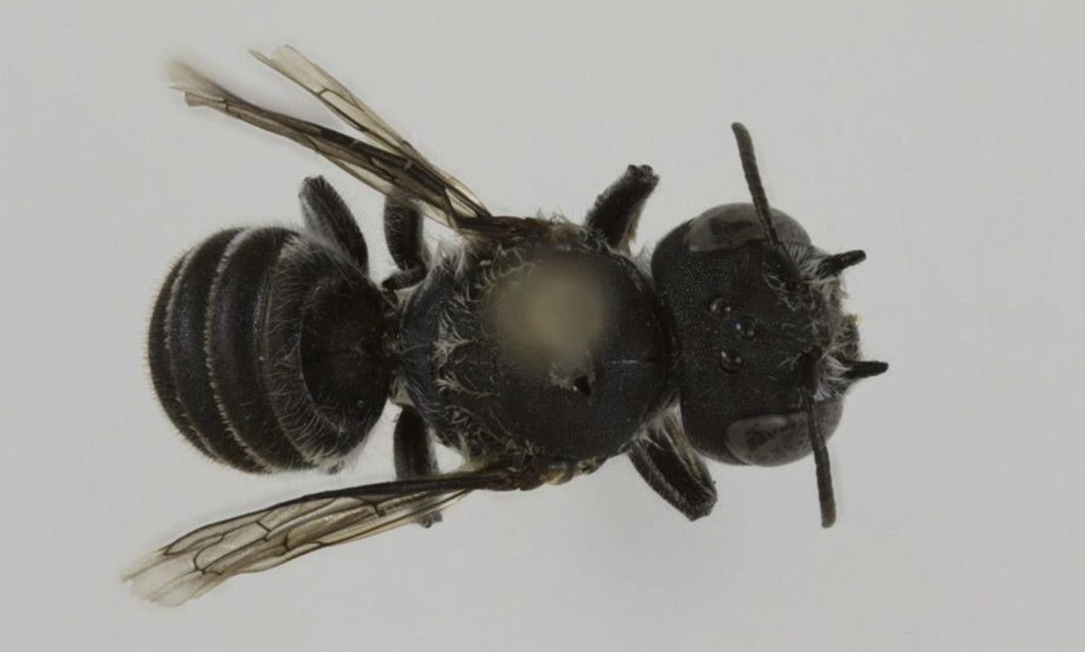 Avustralya’da şeytan boynuzlu yeni arı türü keşfedildi: Lucifer