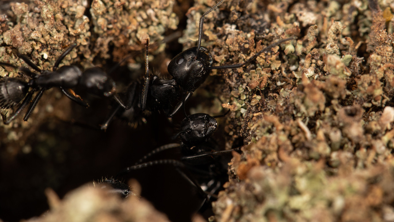 Kabus gibi: Karınca kolonilerinde yaşanan inanılmaz “ihanet”