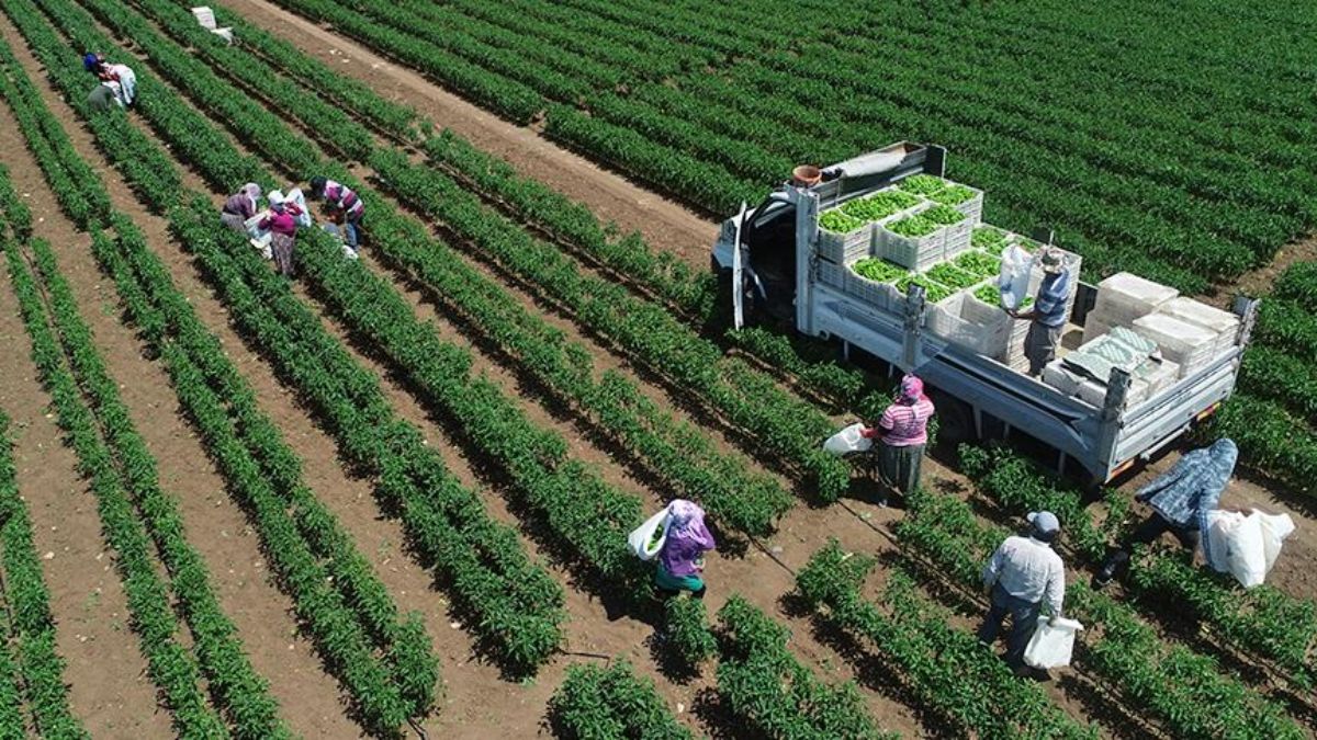 Tarımsal üretimde rekor: Türkiye dünyada 7, Avrupa’da 1’inci sıraya yerleşti